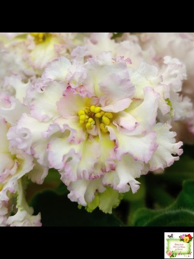 ЛЕ-Злато Скифов (Е. Лебецкая) 2015 г.