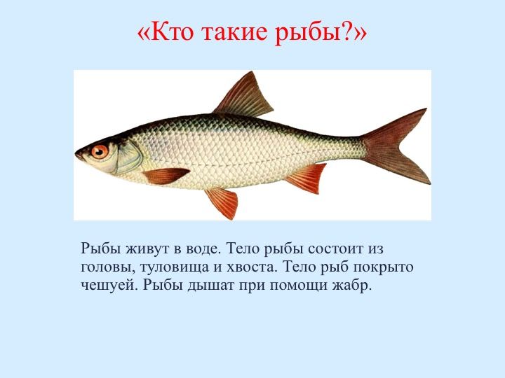 Хариус описание eCookie.ru