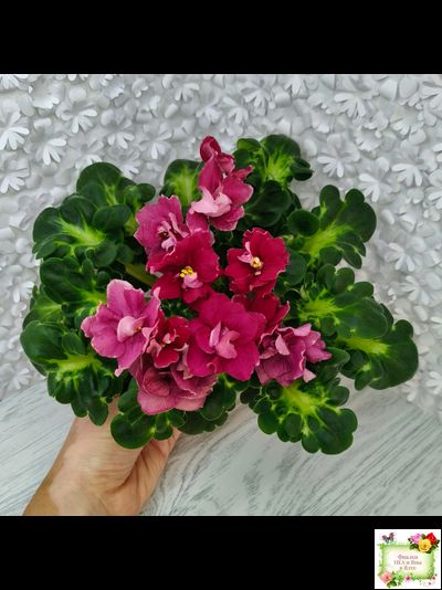 ВаТ-Супер Мама (Т.Валькова) 2020 г.