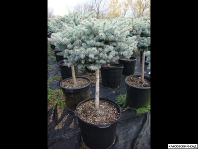 Ель Глаука Глобоза на штамбе - Glauca Globosa
