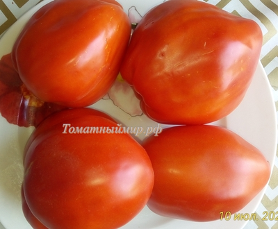 Томат Польская слива тети Сварло (Aunt Swarlo's Polish Plum)