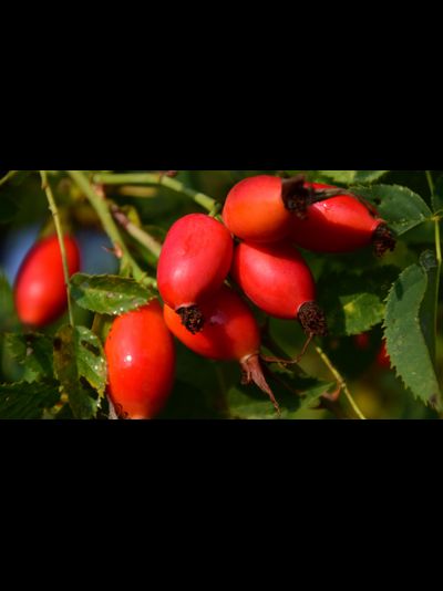 Маяк(шиповник), 2года, ЗКС