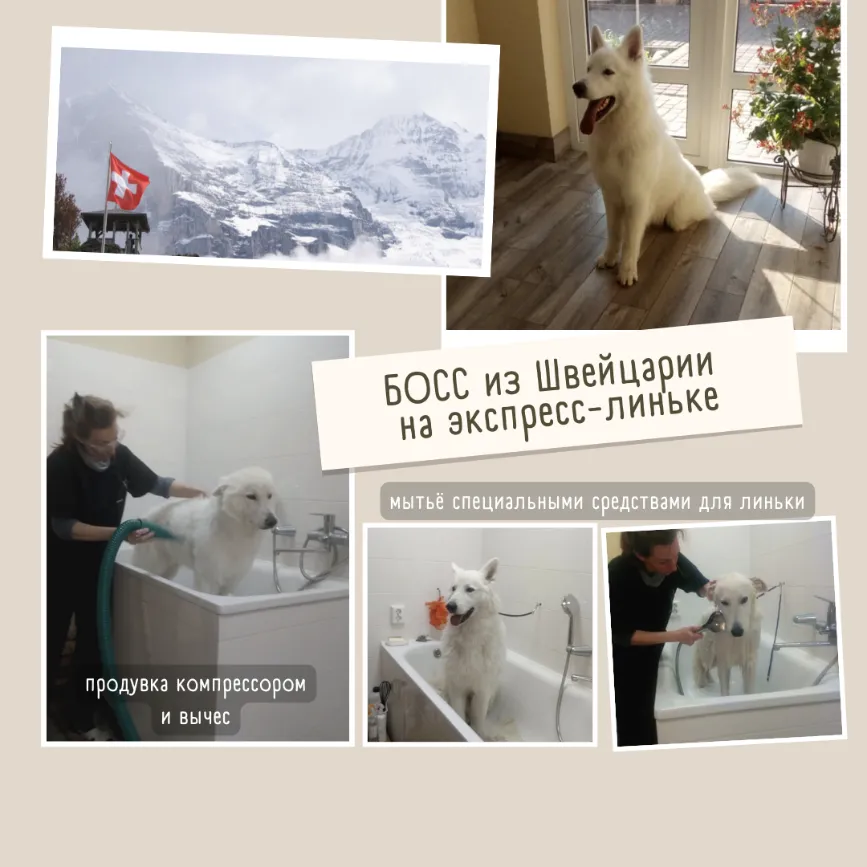 Швейцарская овчарка БОСС