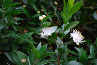 Мирт (Myrtus communis) зеленый, листья (5 мл) - 100% натуральное эфирное масло