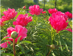 Пион Орлёнок