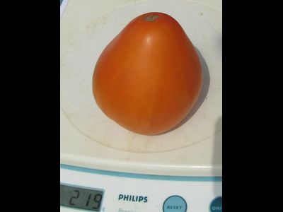 Томат Медовый спас