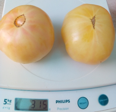 Томат Белый томесол (White Tomasol)