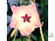 Hoya Patella Pink