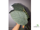 Ficus Villosa SP. / фикус Виллоза природник
