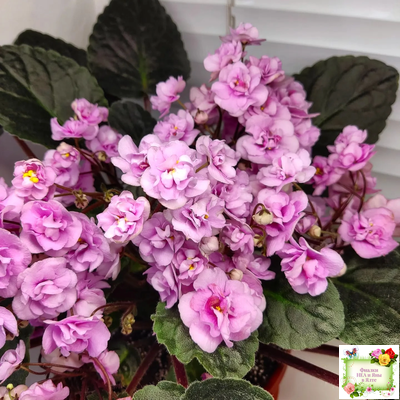 Dresden Doll (P. Harris) (7259) 11/24/1989 трейлер