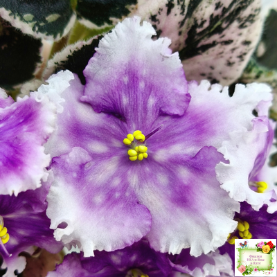 Dn-Дух Різдва (Д. Денисенко) 2020 г.