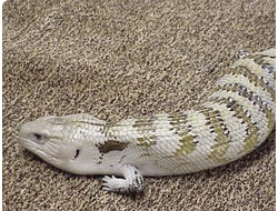 Синеязыкий сцинк новогвинейский (Tiliqua scincoides)