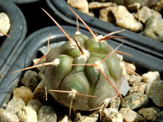 Gymnocalycium bruchii v. niveum VG 536