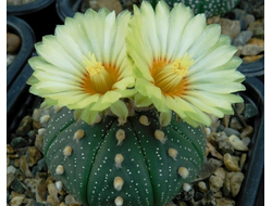 Astrophytum (Астрофитум)