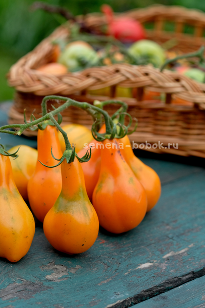 Томат Мила, 10 шт.