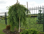 Береза плакучая "Юнги" (Betula pendula Youngii).