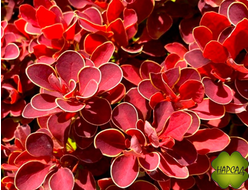 БАРБАРИС "РУБИ СТАР"