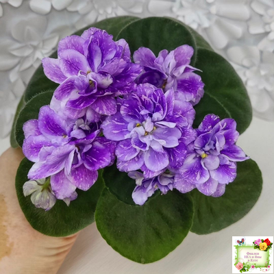 АВ-В Краю Единорогов (Фиалковод) 2020 г.