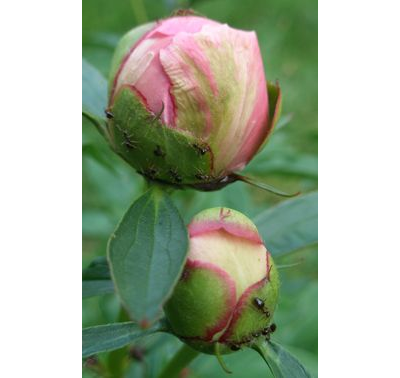 "Лист и лепесток пион Танцующая Бабочка" силиконовые молды (вайнеры)
