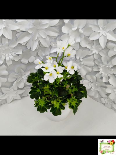 Lullaby (Arndt) (гёрл-лист)