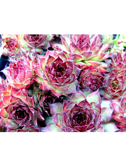 Молодило Бронко