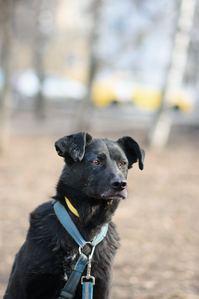 Мастика