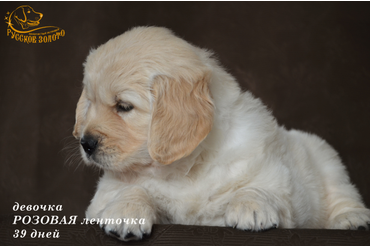 ДОМА = девочка РОЗОВАЯ ленточка. На фото 39 дней. ДР 28.01.20г