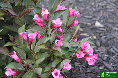 Вейгела "Минуэт"