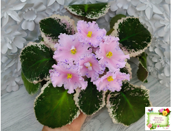 НД-Хоровод  (Н.Данилова-Суворова) 2021 г.