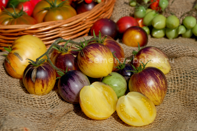 Томат Rebel Starfighter Kayleigh Anne (Восставший Звездный Истребитель Кейли Энн сердце), 10 шт