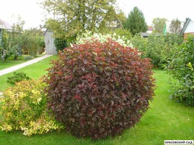 Пузыреплодник краснолистный микс - mix