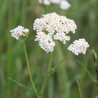 Тысячелистник (Achillea millefolium) 5 г - 100% натуральное эфирное масло