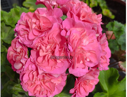 Пеларгония ЮВ Византия