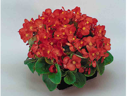 КРАСНАЯ ВЕЧНОЦВЕТУЩАЯ СУПЕР ОЛИМПИЯ 4ШТ.