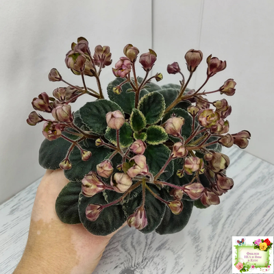 Н-Фавн (Н. Бердникова) 2017 г. (лист посажен 29.01.26)