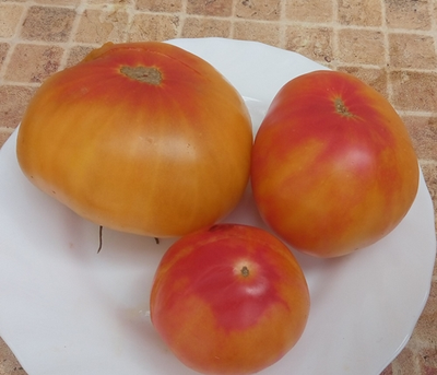 Томат Русалка (Mermaid) США