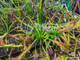 Drosera Capensis Giant