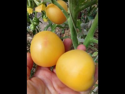 Томат Абрикосовый джем (Apricot jam)