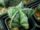 Astrophytum myriostigma form - 5 семян