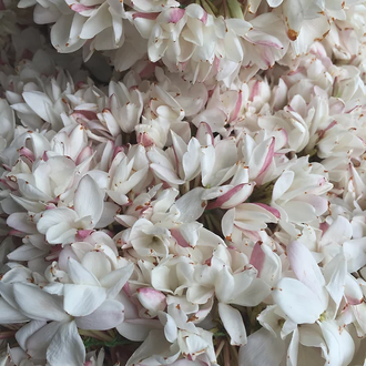 Жасмин крупноцветковый (Jasminum grandiflorum) 1 г - абсолю
