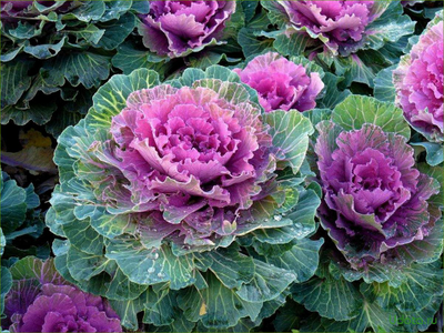 Капуста декоративная