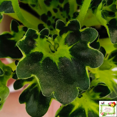 Lullaby (Arndt) (гёрл-лист)