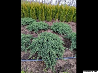 Можжевельник Сан Хосе - San Jose