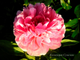 Пион Rose heart (Роуз Херт)