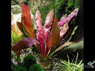 Echinodorus red rubin narrow