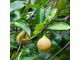Мускатный орех (Myristica fragrans), плоды (5 мл) - 100% натуральное эфирное масло