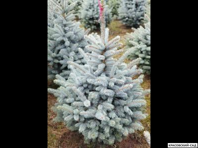 Ель колючая Маджестик Блю