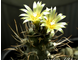 Turbinicarpus flaviflorus TCG 13001 - 5 семян