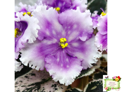 Dn-Дух Різдва (Д. Денисенко) 2020 г.