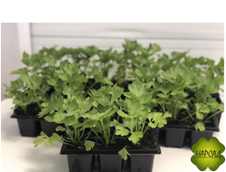 СЕЛЬДЕРЕЙ ЛИСТОВОЙ ЯЧЕЙКА 6 ШТ